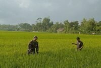 Foto: Babinsa Desa Mergayu Serka Eko Hadi Wijaya bersama seorang petani membersihkan rumput liar atau gulma di area persawahan Desa Mergayu, Kecamatan Bandung, Kabupaten Tulungagung, Jawa Timur, Senin (31/8/2026).