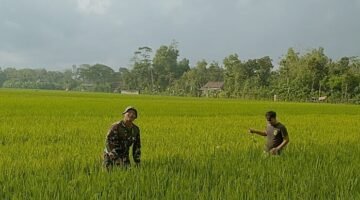 Foto: Babinsa Desa Mergayu Serka Eko Hadi Wijaya bersama seorang petani membersihkan rumput liar atau gulma di area persawahan Desa Mergayu, Kecamatan Bandung, Kabupaten Tulungagung, Jawa Timur, Senin (31/8/2026).