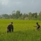 Foto: Babinsa Desa Mergayu Serka Eko Hadi Wijaya bersama seorang petani membersihkan rumput liar atau gulma di area persawahan Desa Mergayu, Kecamatan Bandung, Kabupaten Tulungagung, Jawa Timur, Senin (31/8/2026).