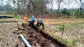Foto: MADIUN — Seorang Babinsa bersama warga bergotong royong menggali tanah untuk pemasangan jaringan pipa irigasi perpompaan di area persawahan Desa Geger, Kecamatan Geger, Kabupaten Madiun, Sabtu (22/8/2026).