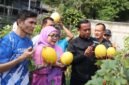 Foto: Wali Kota Administrasi Jakarta Timur Munjirin bersama Ketua TP PKK Kota Administrasi Jakarta Timur Essie Feransie Munjirin memanen golden melon di lahan urban farming halaman bekas SMK Santa Lucia, RW 012, Kelurahan Rawamangun, Kecamatan Pulogadung, Jumat (25/9/2026).