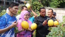 Foto: Wali Kota Administrasi Jakarta Timur Munjirin bersama Ketua TP PKK Kota Administrasi Jakarta Timur Essie Feransie Munjirin memanen golden melon di lahan urban farming halaman bekas SMK Santa Lucia, RW 012, Kelurahan Rawamangun, Kecamatan Pulogadung, Jumat (25/9/2026).