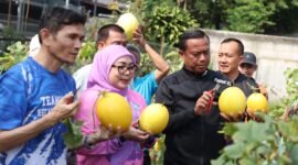 Foto: Wali Kota Administrasi Jakarta Timur Munjirin bersama Ketua TP PKK Kota Administrasi Jakarta Timur Essie Feransie Munjirin memanen golden melon di lahan urban farming halaman bekas SMK Santa Lucia, RW 012, Kelurahan Rawamangun, Kecamatan Pulogadung, Jumat (25/9/2026).