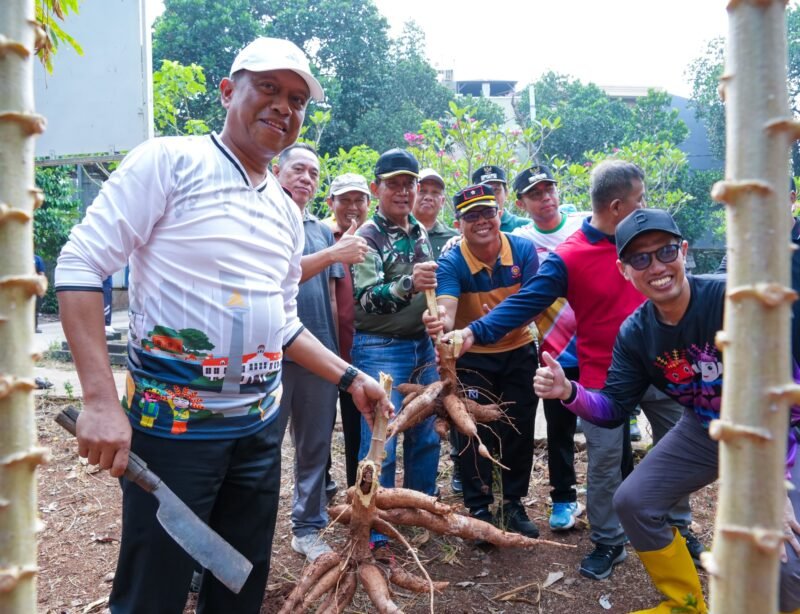 Foto: Wali Kota Administrasi Jakarta Timur Munjirin bersama warga memanen singkong di lingkungan RW 09, Jalan Radar Utara, Pangkalan Jati, Kelurahan Cipinang Melayu, Kecamatan Makasar, Jakarta Timur, Jumat (2/10/2026).